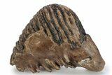 Fossil Woolly Mammoth Upper M Molar - Poland #357021-2